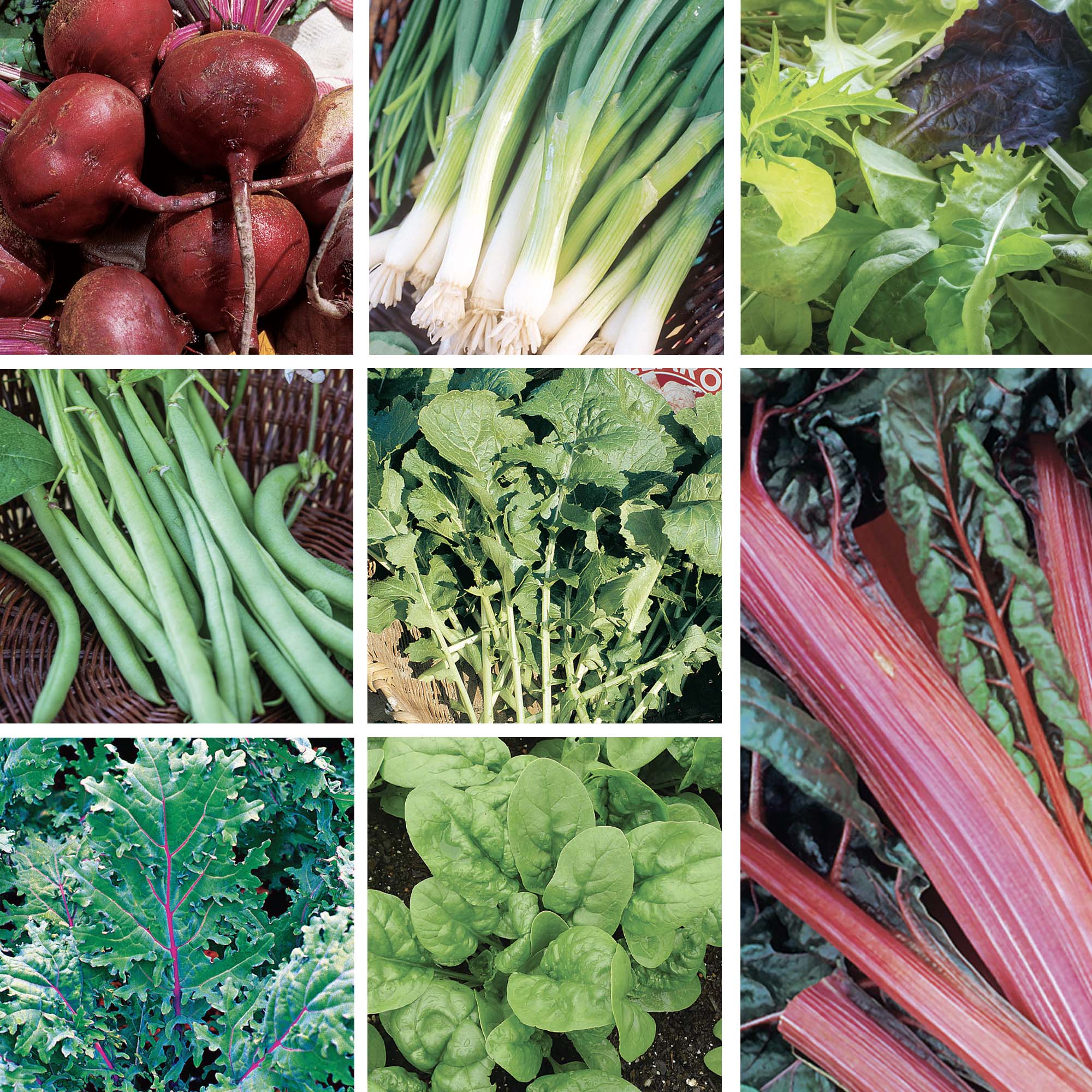 Collage of various vegetables including beets, green onions, leafy greens, and more.